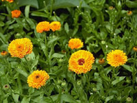 Calendula officinalis 